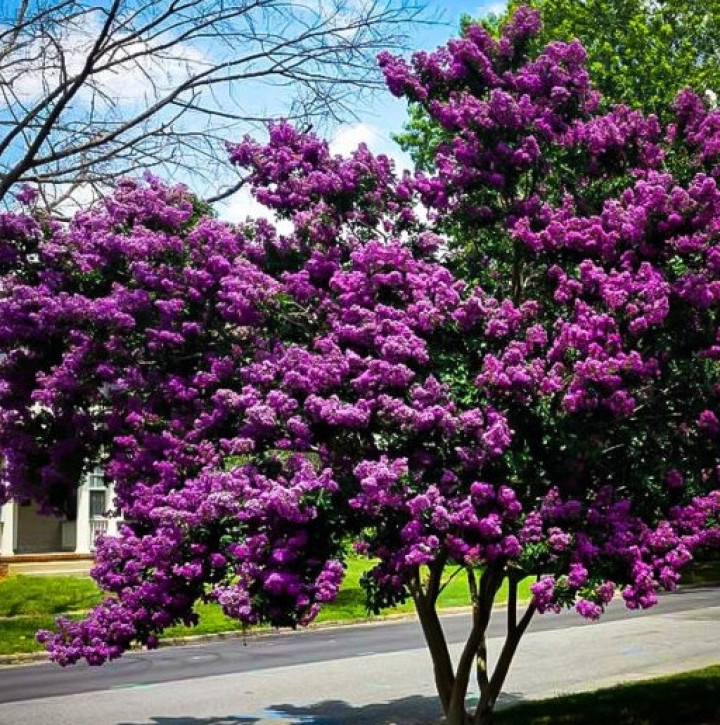 Lagerstroemia Indica Fioletowa Bez Południa 
